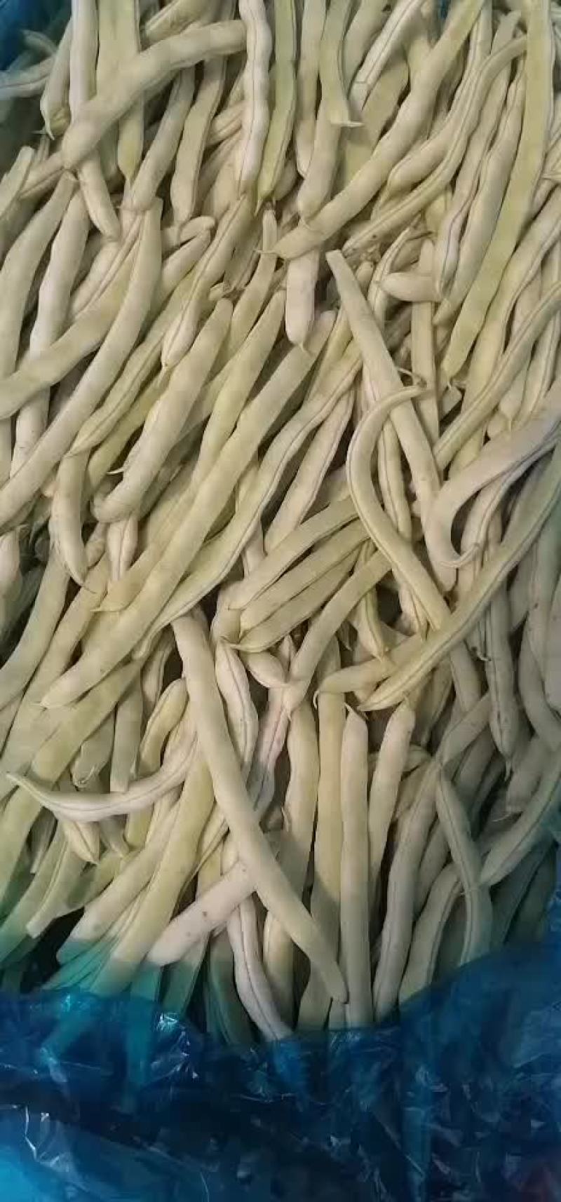 芸豆大量上市