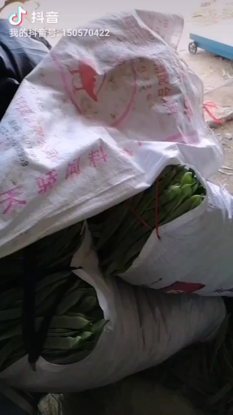 芸豆大量上市