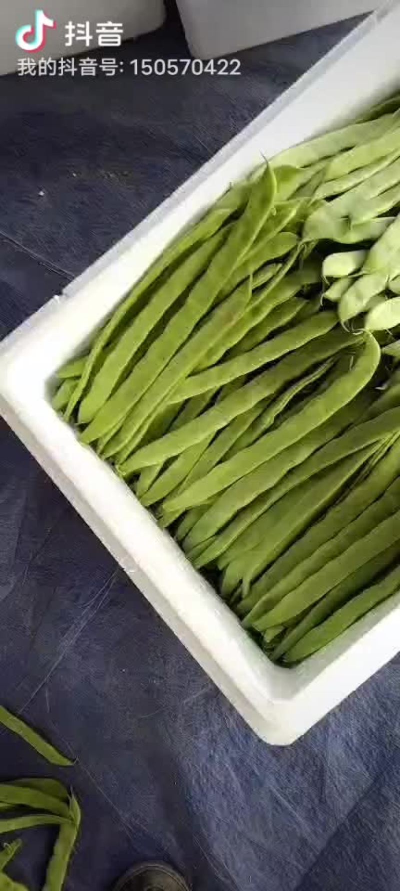 芸豆大量上市