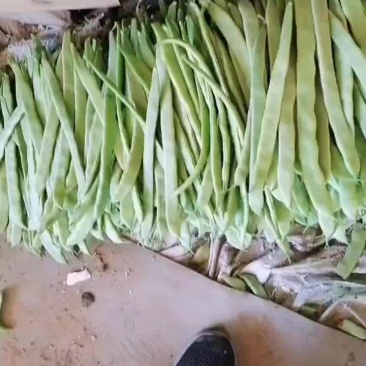 芸豆大量上市