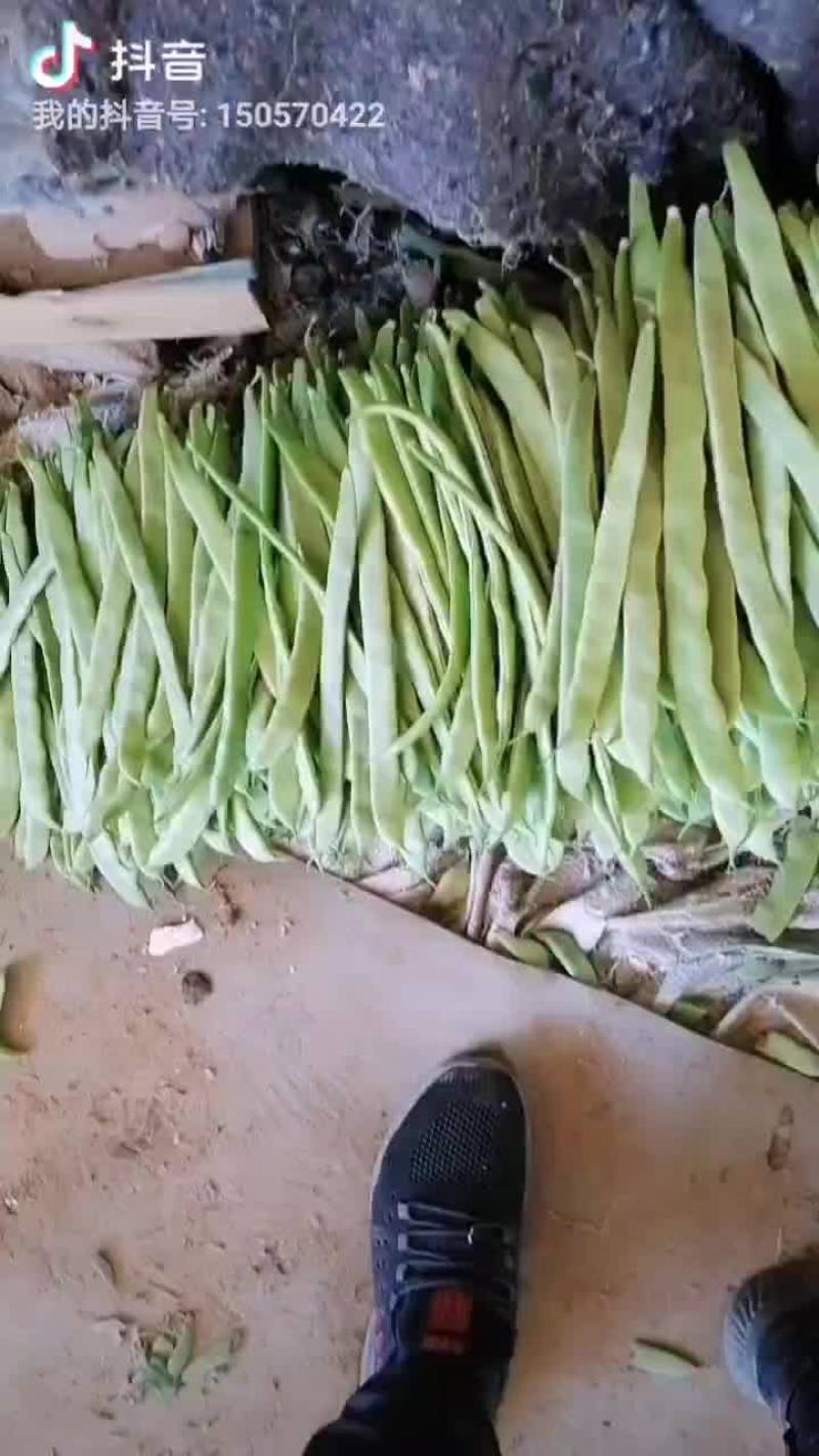 芸豆大量上市