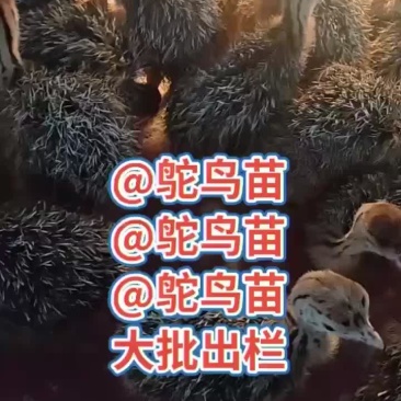 鸵鸟苗