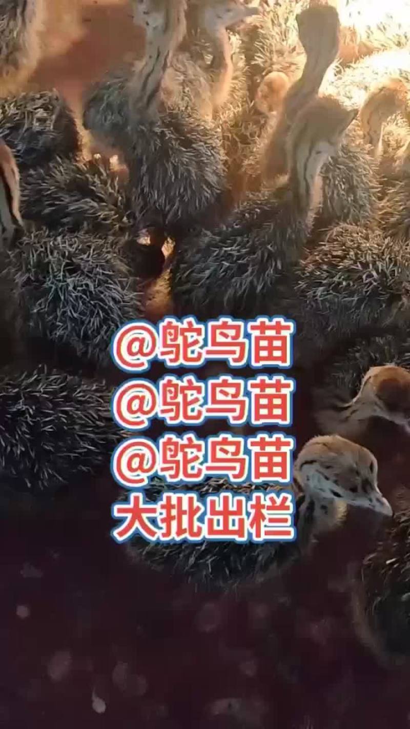鸵鸟苗