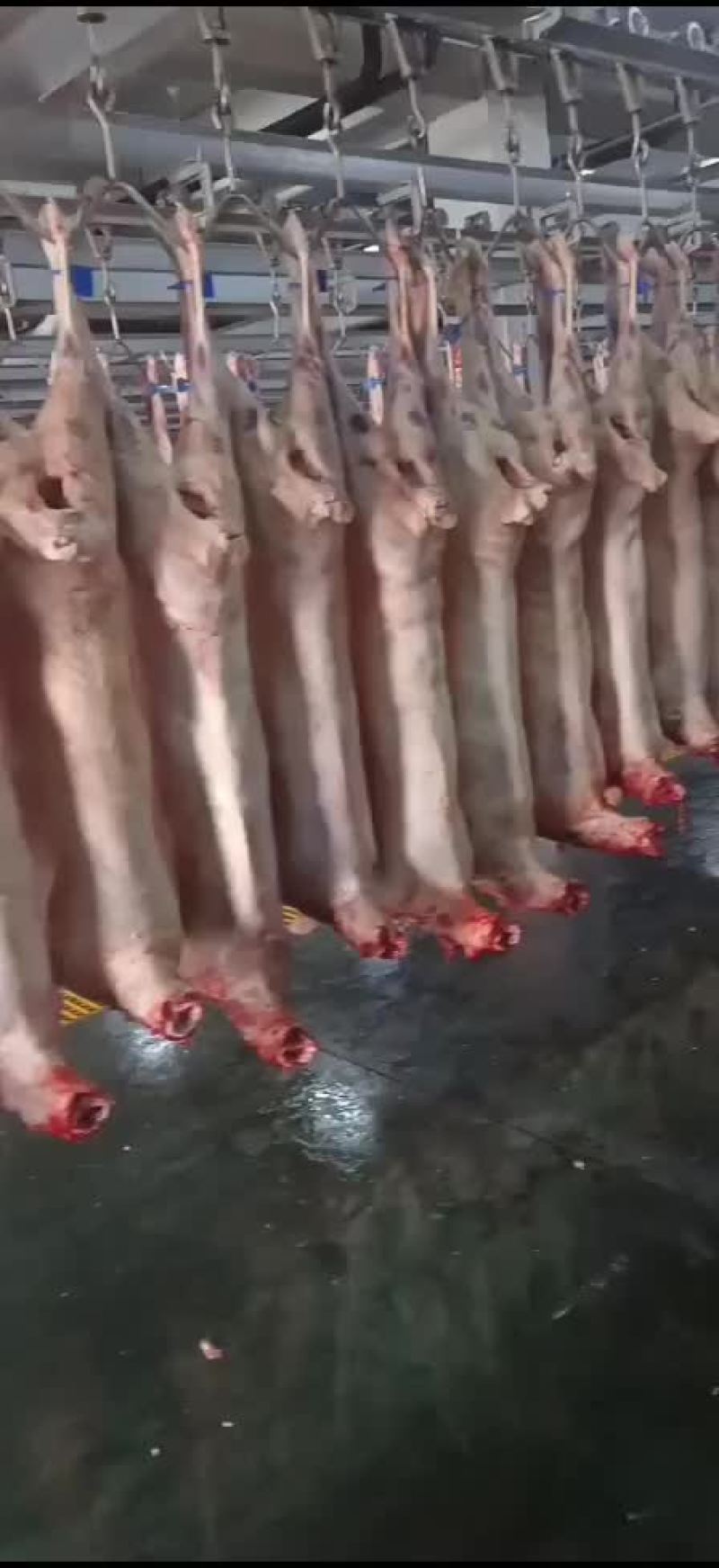 宁夏滩羊肉批发，零售