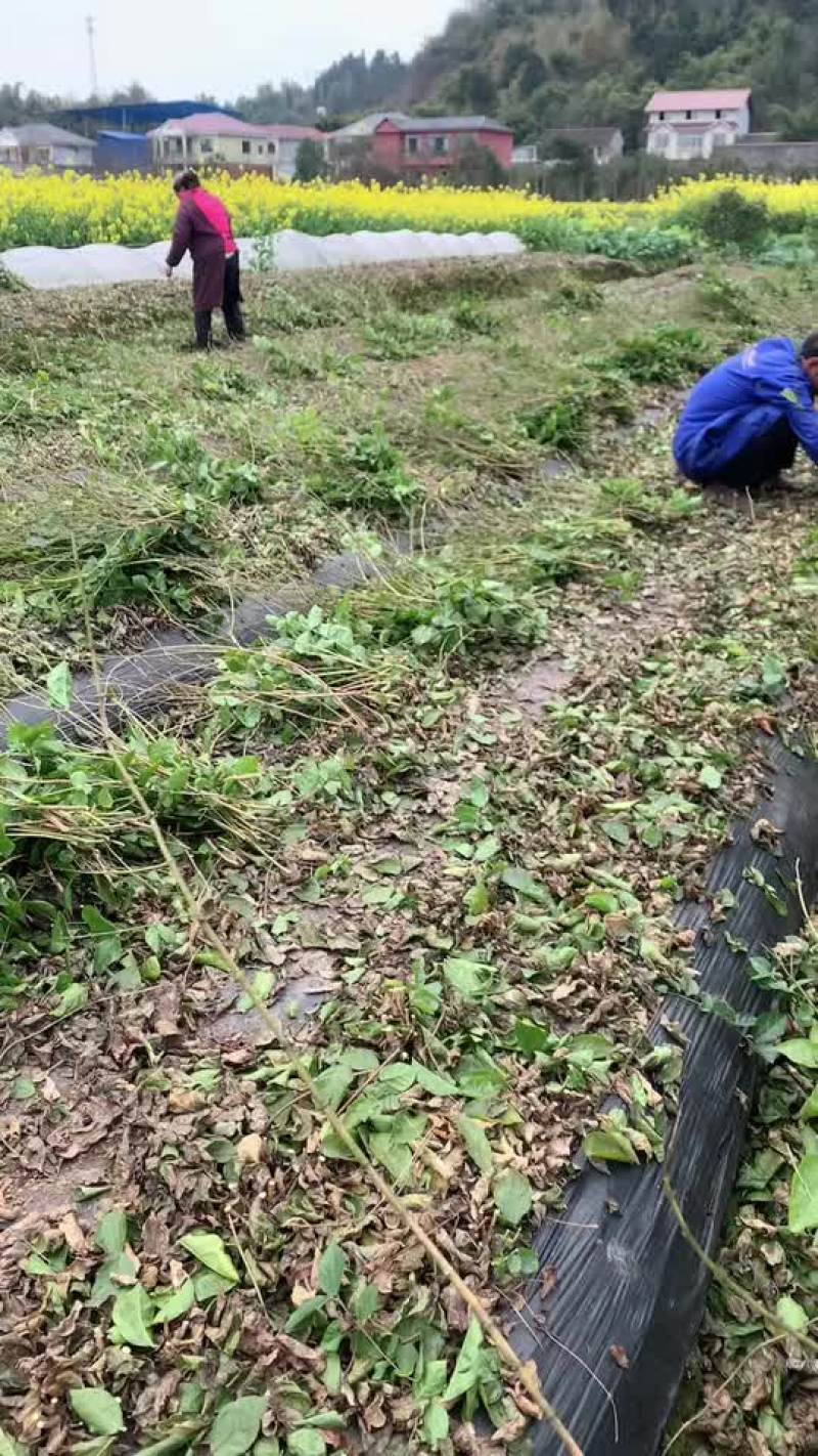 茉莉花桩头窝苗