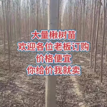 楸树苗