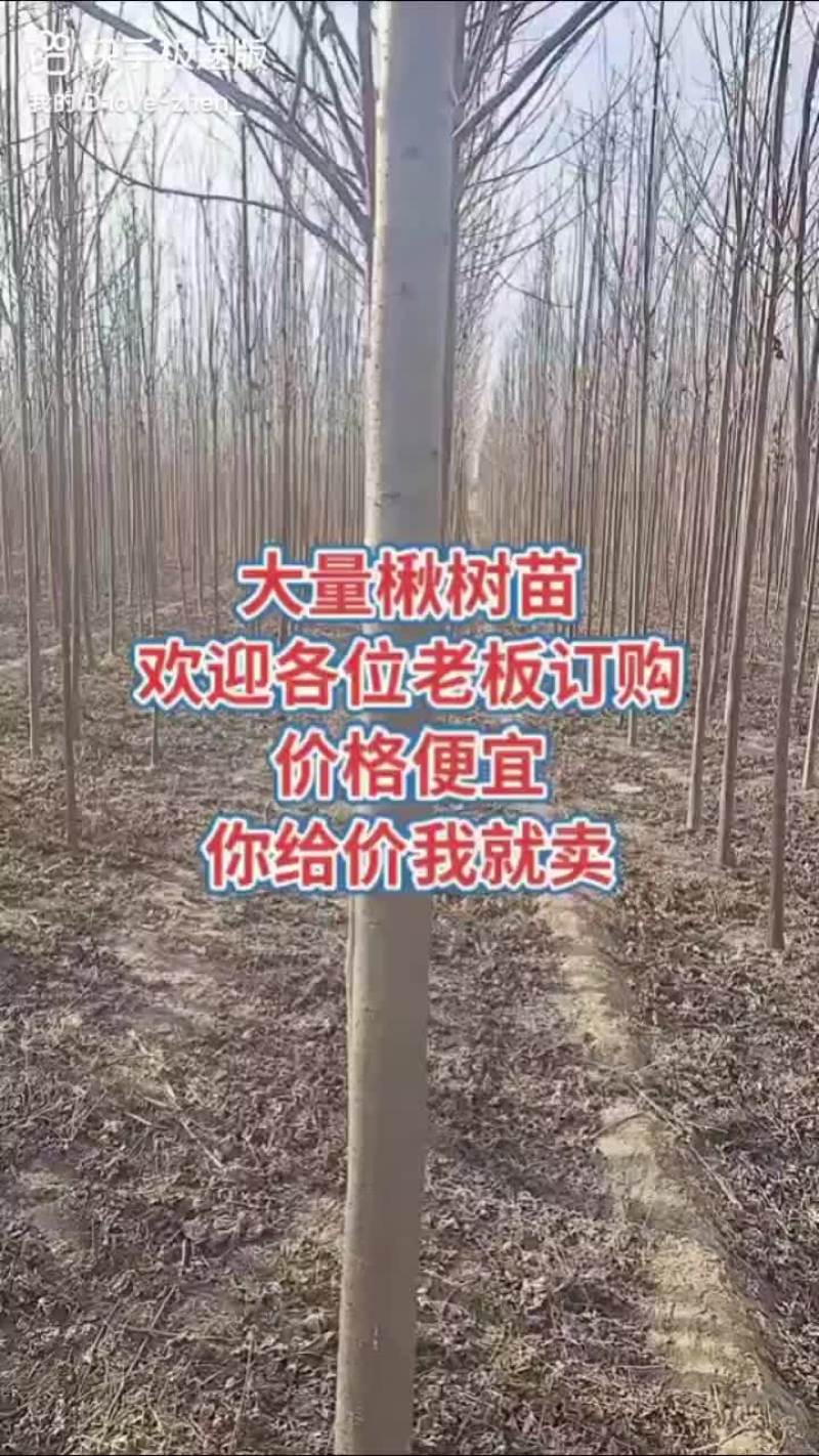 楸树苗