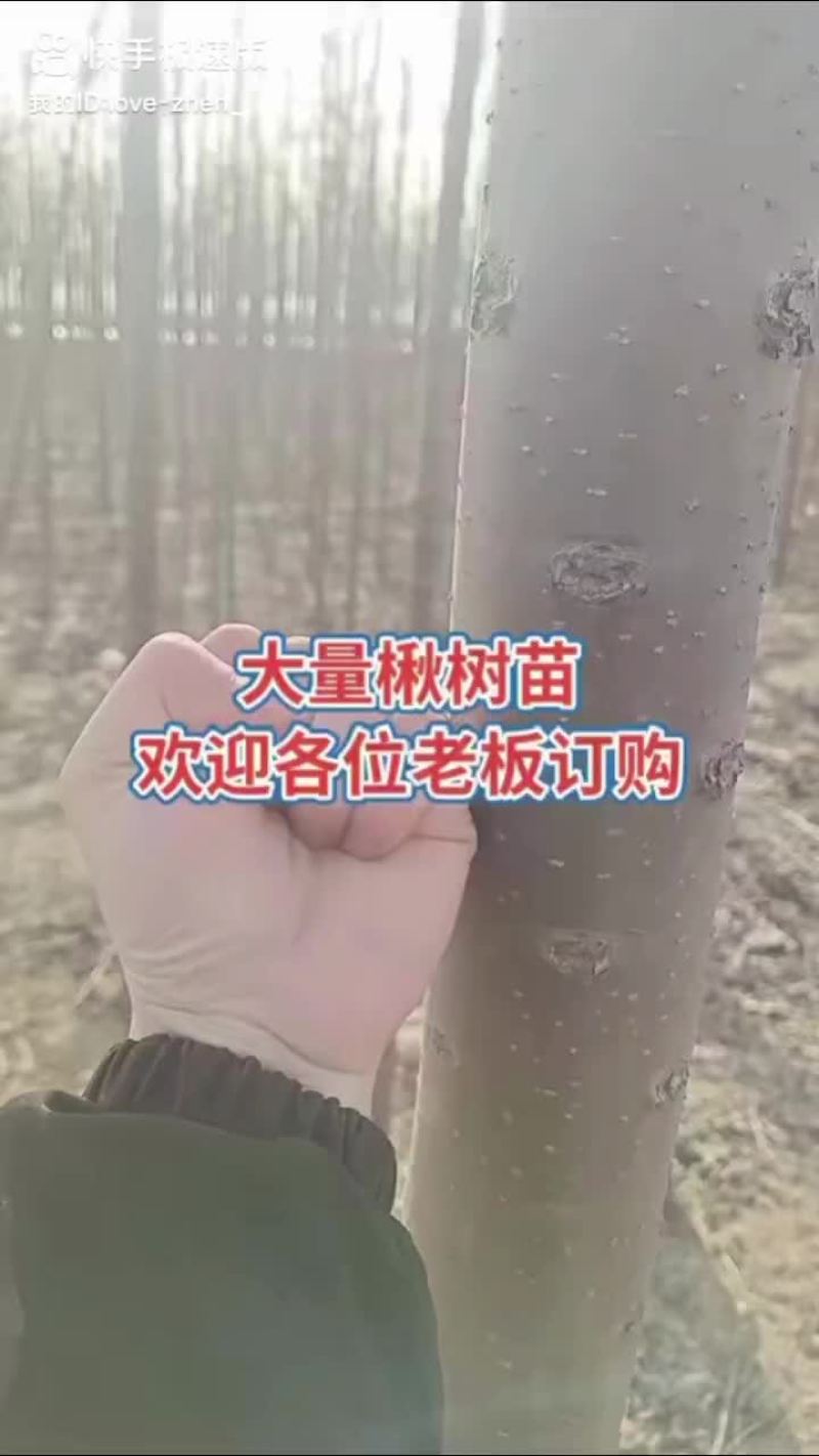 楸树苗