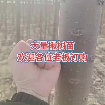 楸树苗