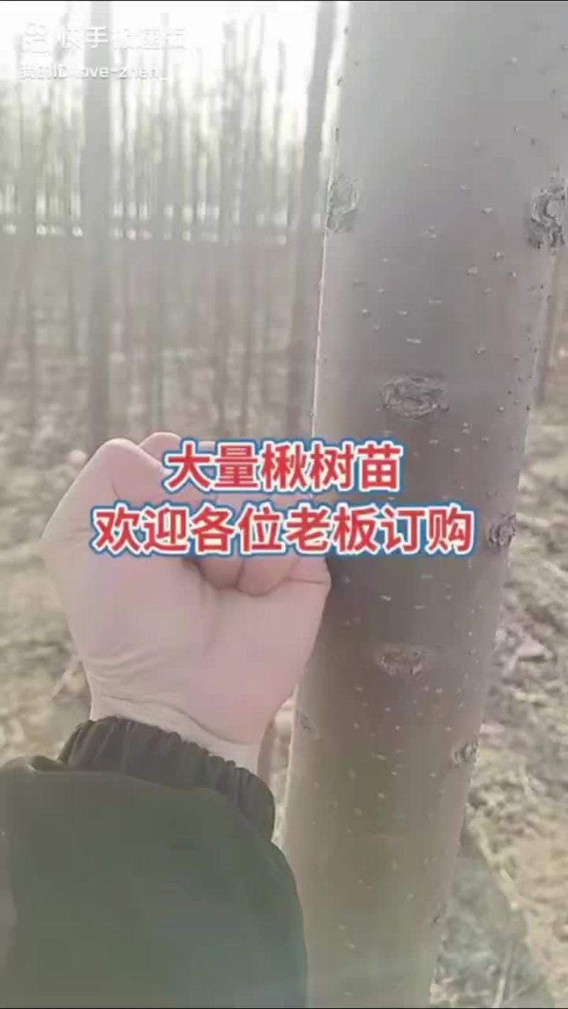楸树苗