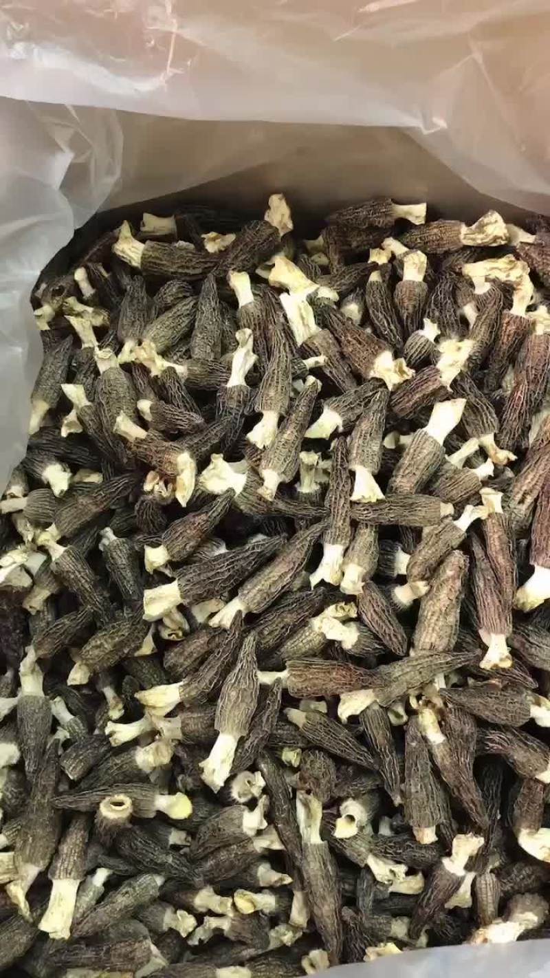 2024年新货羊肚菌六妹，精品5到8公分