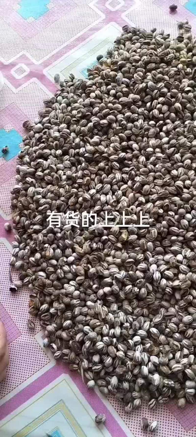 杨拉罐