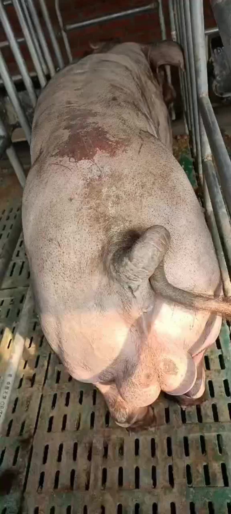 美系高长版杜洛克种猪