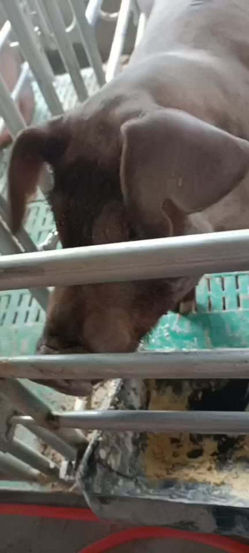 美系高长版杜洛克种猪