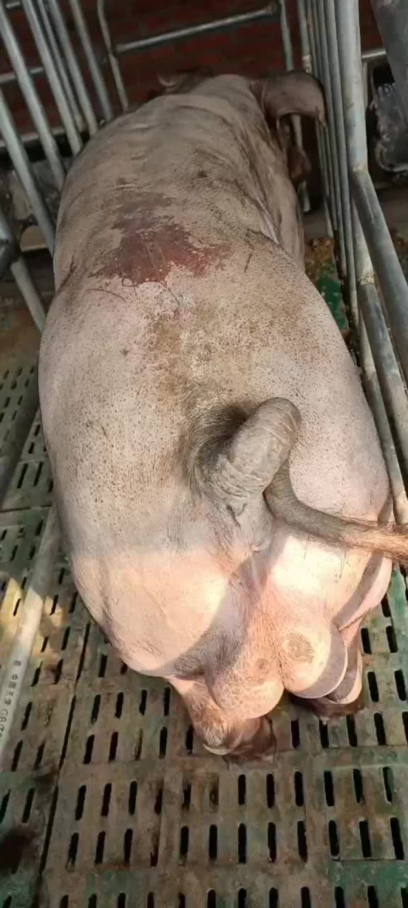 美系高长版杜洛克种猪