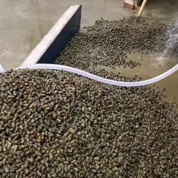 大量出售，青壳螺蛳