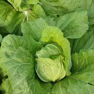 优质白菜