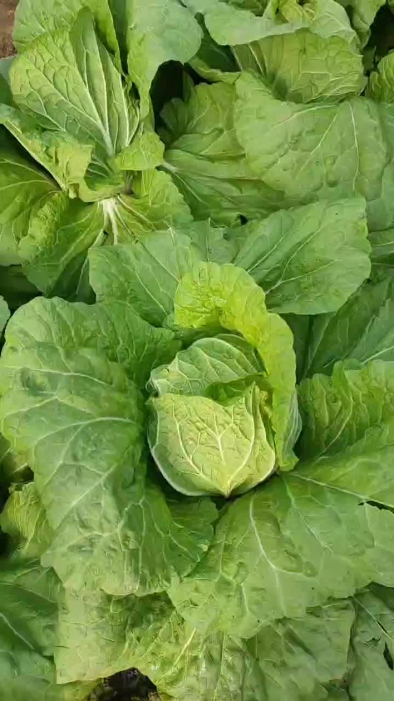 优质白菜