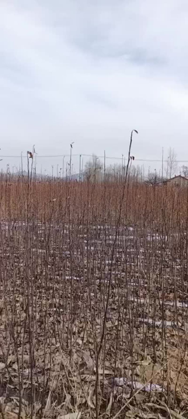 龙丰果树苗，李子树苗