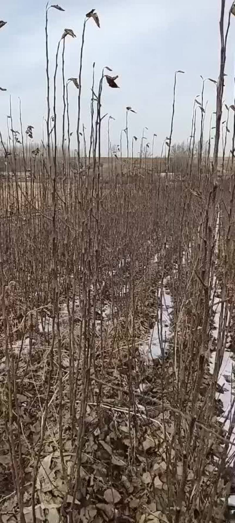 龙丰果树苗，李子树苗