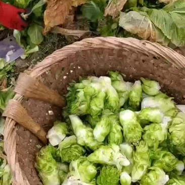 儿菜小牙