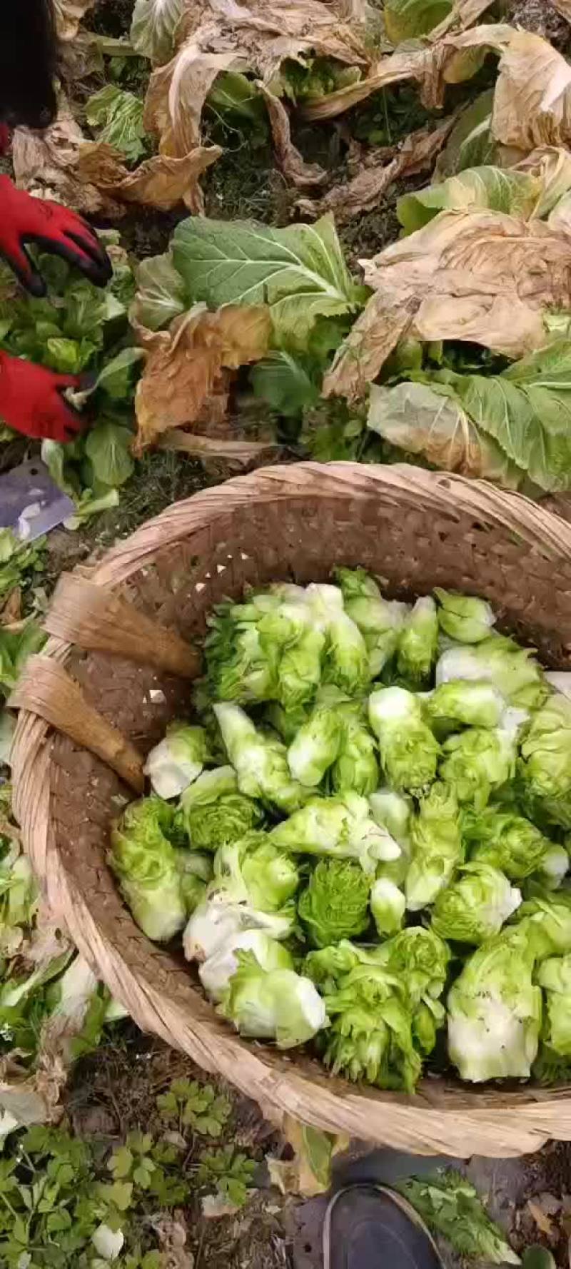 儿菜小牙