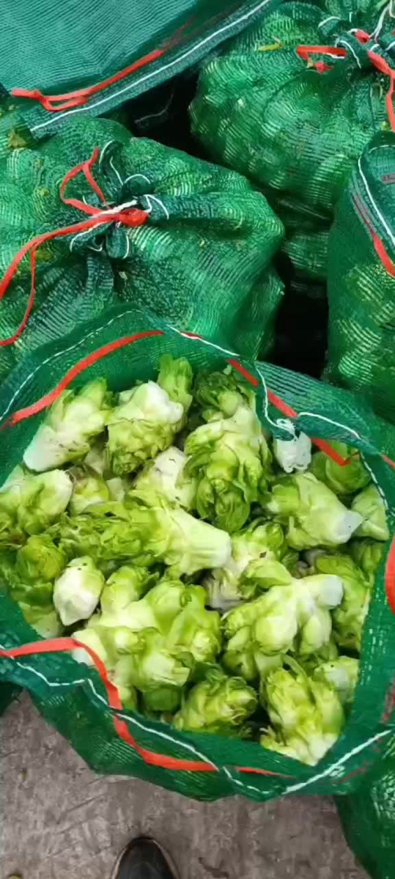 儿菜小牙