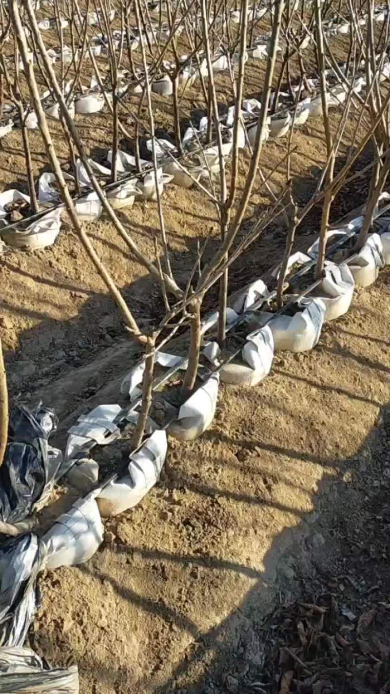 矮化樱桃苗品种有保证