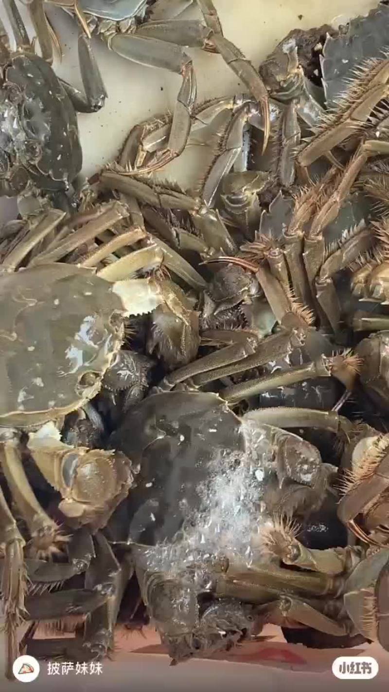 兴化大闸蟹