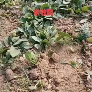 菠菜20一30