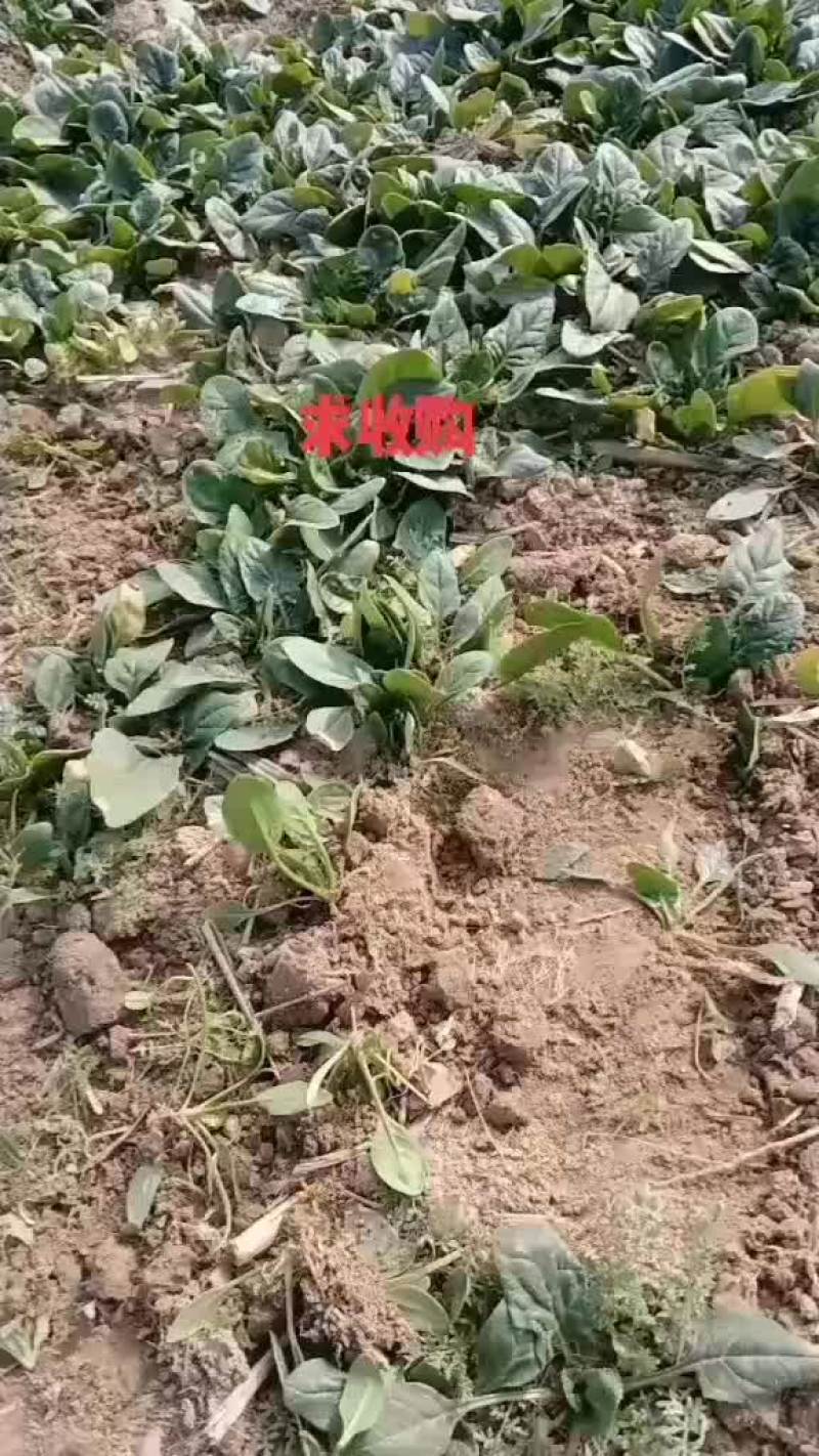 菠菜20一30