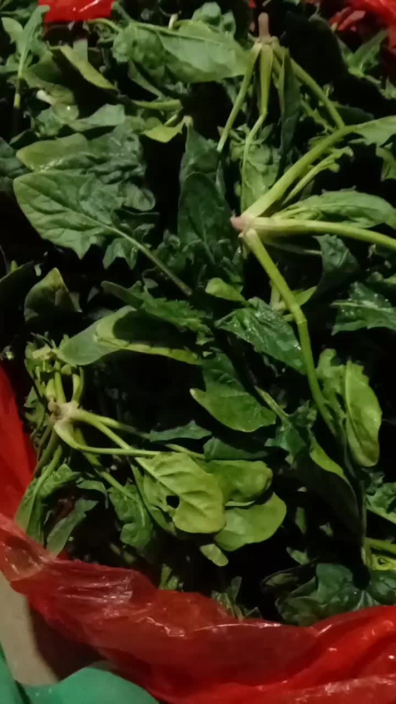 菠菜20一30