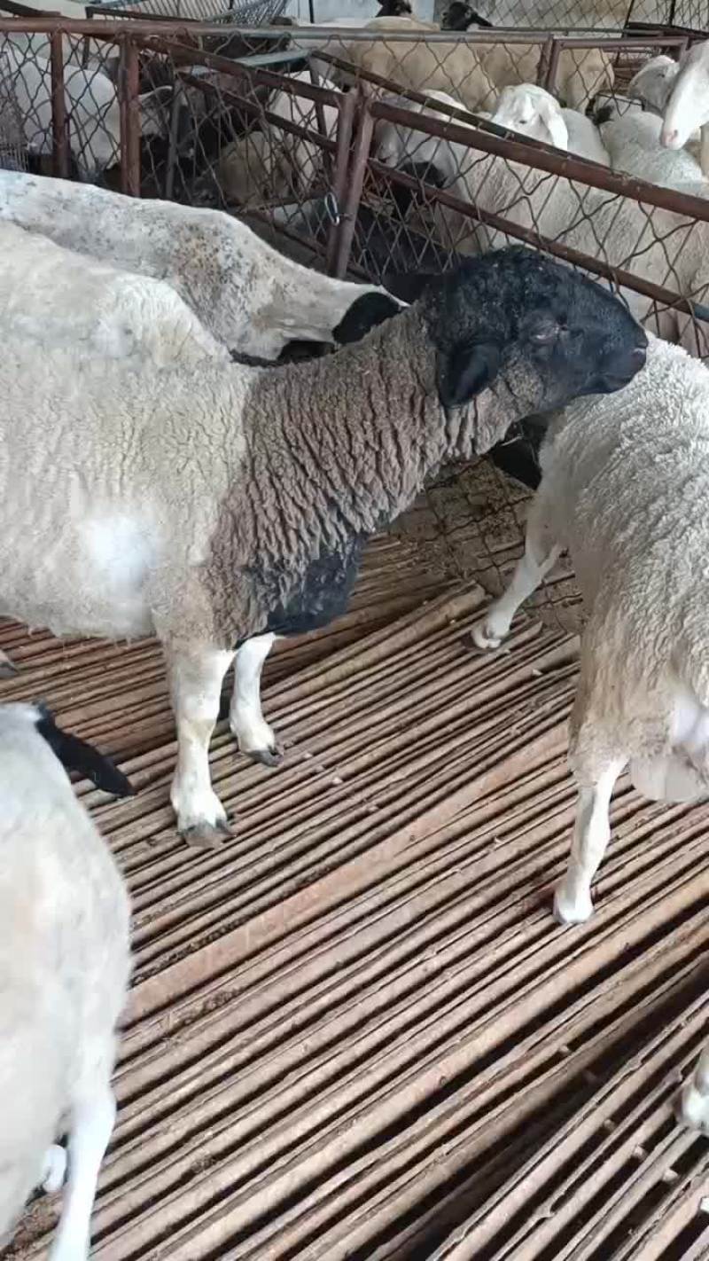 大量现货出售黑头杜波绵羊头胎怀孕羊二胎怀孕羊