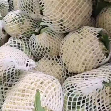 白面青梗散花