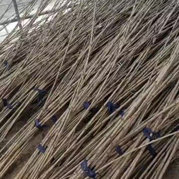矮化樱桃苗，保证品种，价格优惠！