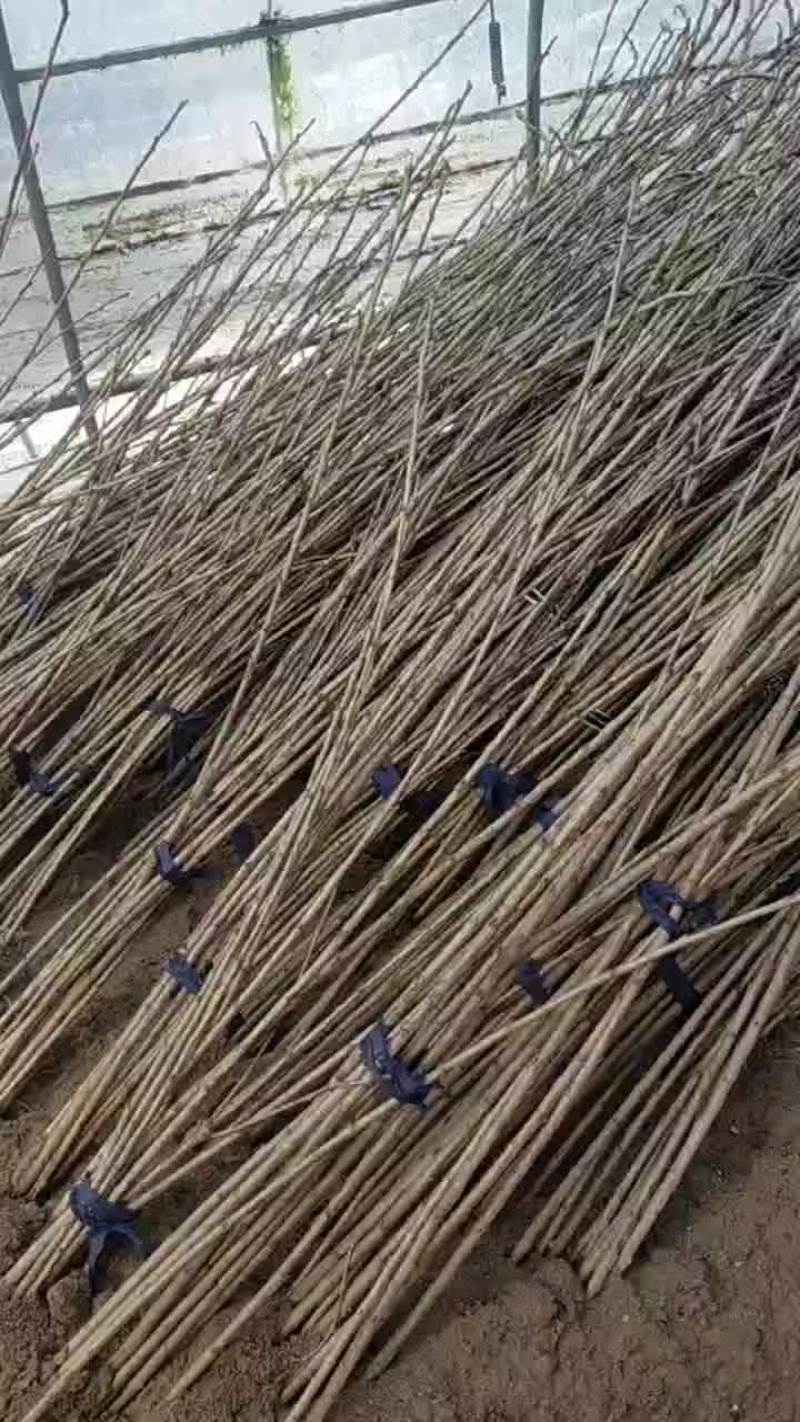 矮化樱桃苗，保证品种，价格优惠！