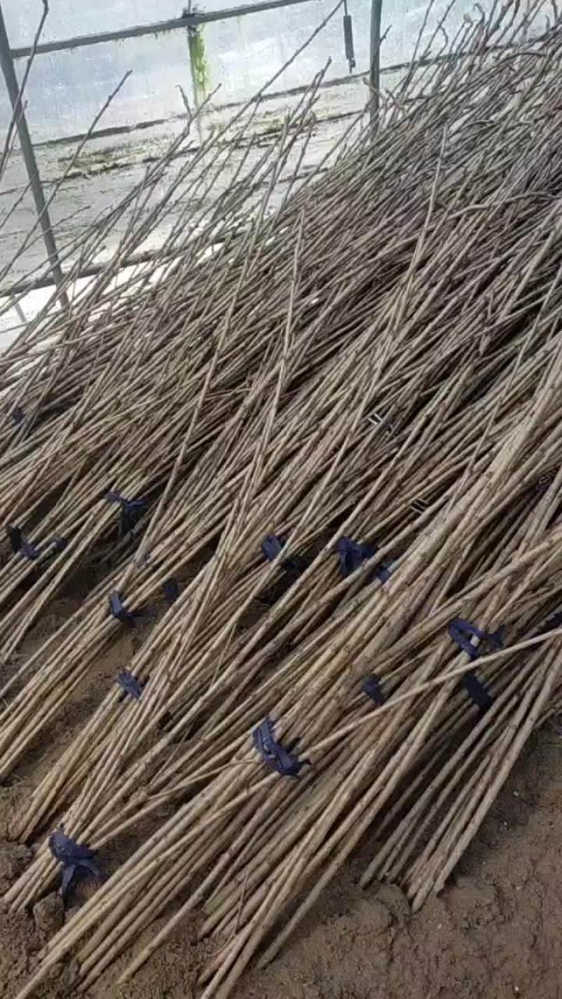 矮化樱桃苗，保证品种，价格优惠！