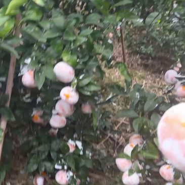 广西茂谷甘，红度够，大果多量大