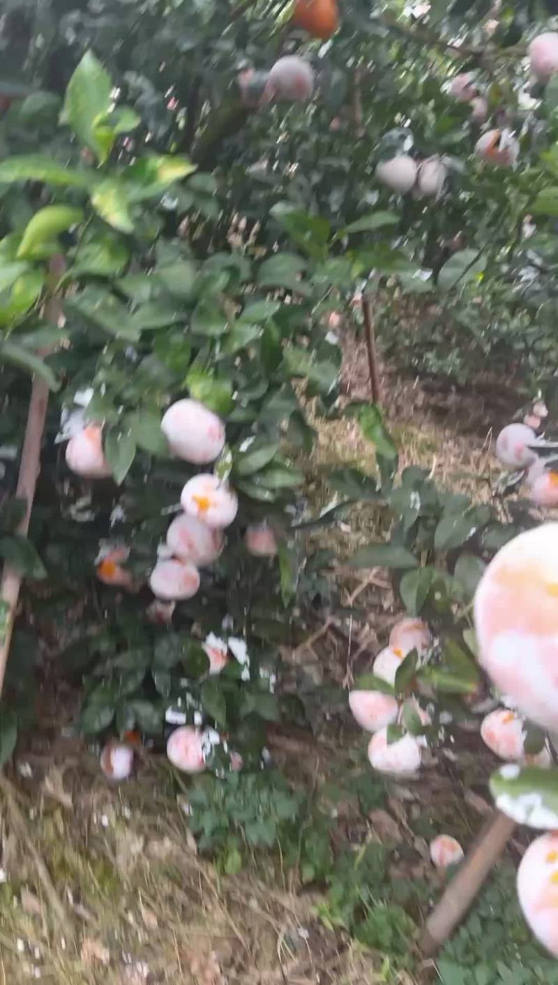 广西茂谷甘，红度够，大果多量大