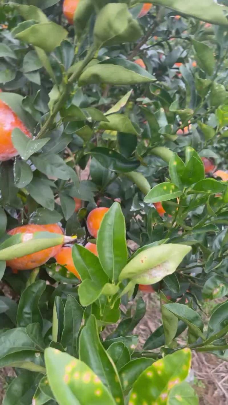 广西茂谷甘，红度够，大果多量大