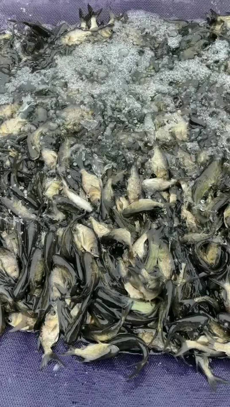 缩骨大头鱼苗大量有售，一手货源，产地直供，价格美丽