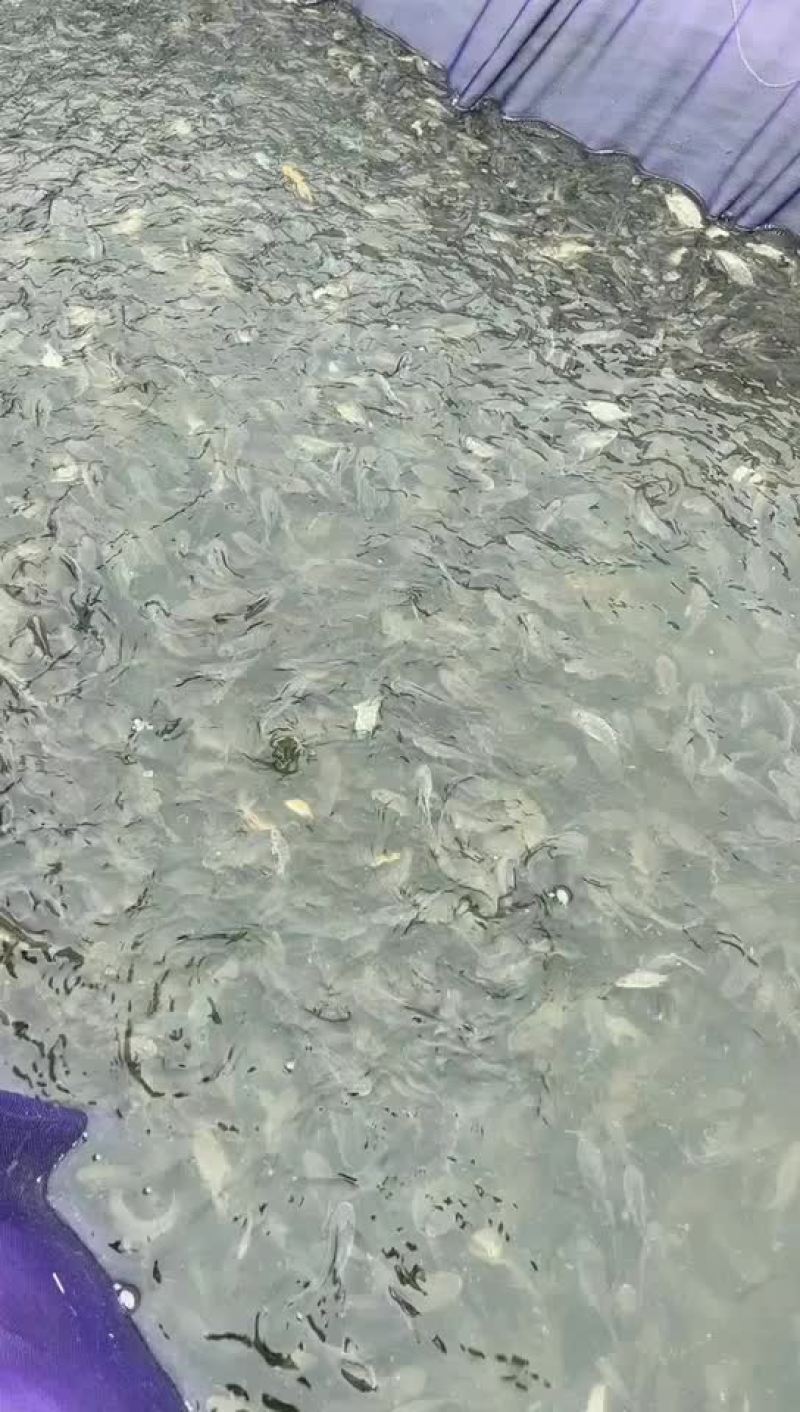 缩骨大头鱼苗大量有售，一手货源，产地直供，价格美丽