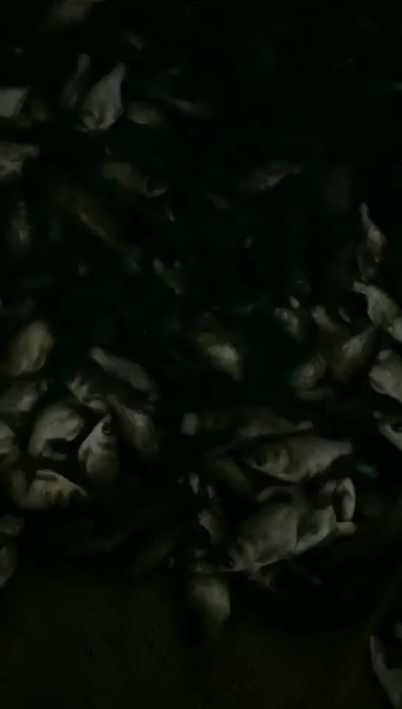 缩骨大头鱼苗大量有售，一手货源，产地直供，价格美丽