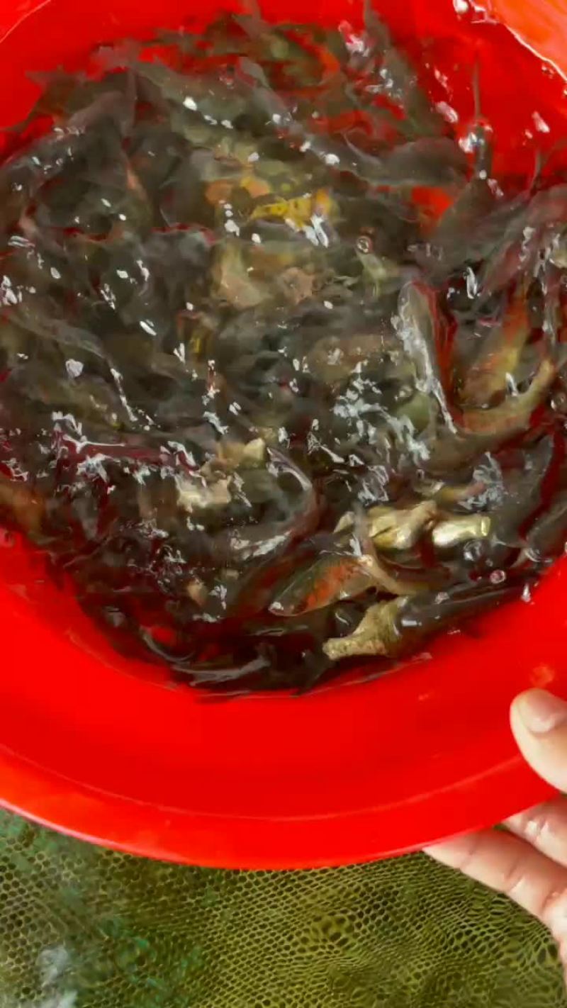 缩骨大头鱼苗大量有售，一手货源，产地直供，价格美丽