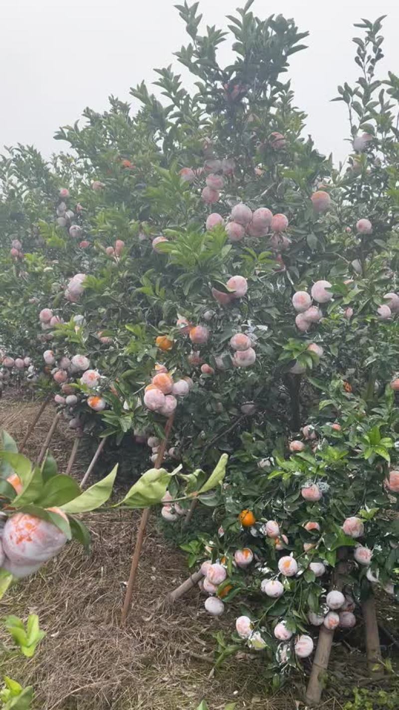 广西茂谷甘，红度够，大果多量大