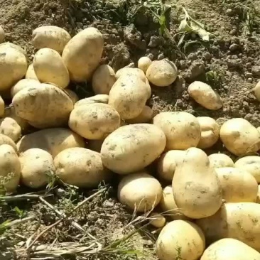 土豆