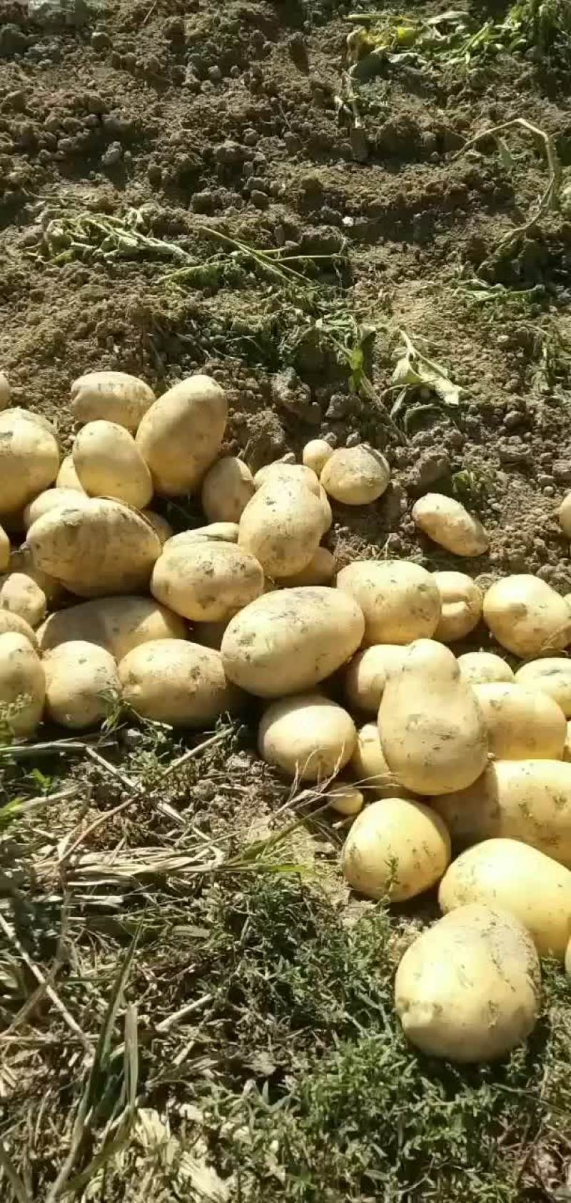 土豆