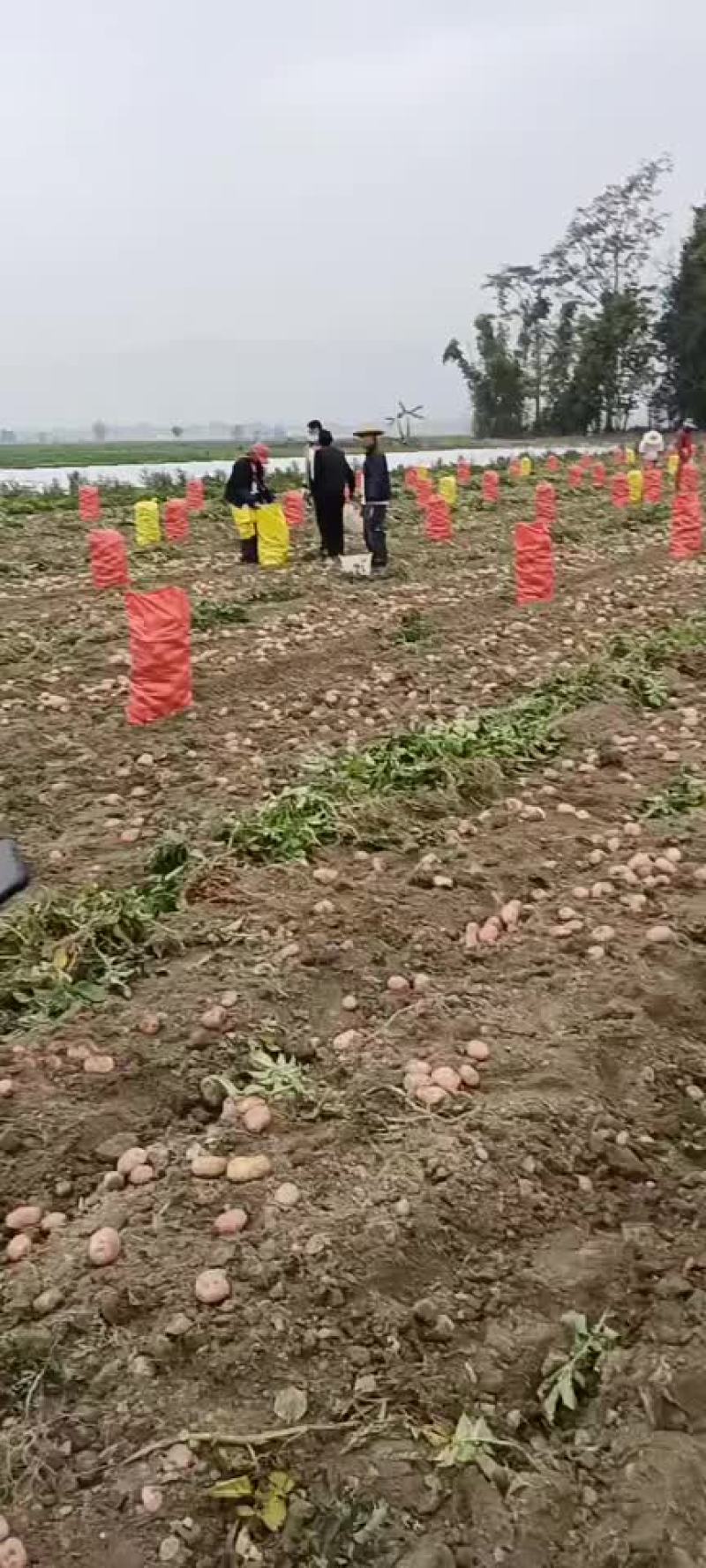 土豆