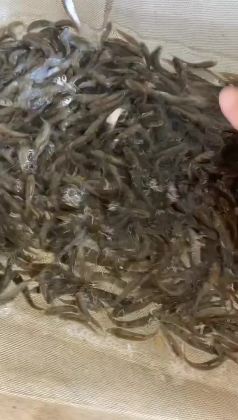 军鱼苗、河坚鱼苗、青竹鲩、倒刺鲃鱼苗、优质快大良种