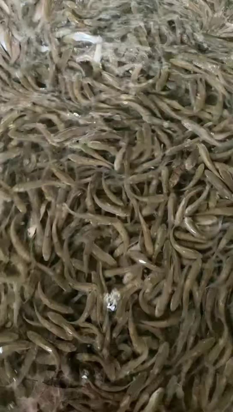 军鱼苗、河坚鱼苗、青竹鲩、倒刺鲃鱼苗、优质快大良种